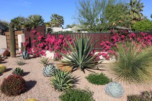 5 Reasons to Xeriscape Your Yard