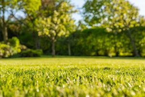 3 Basic Lawn Care Tips to Improve Your Grass