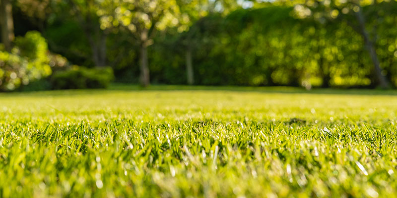 3 Basic Lawn Care Tips to Improve Your Grass