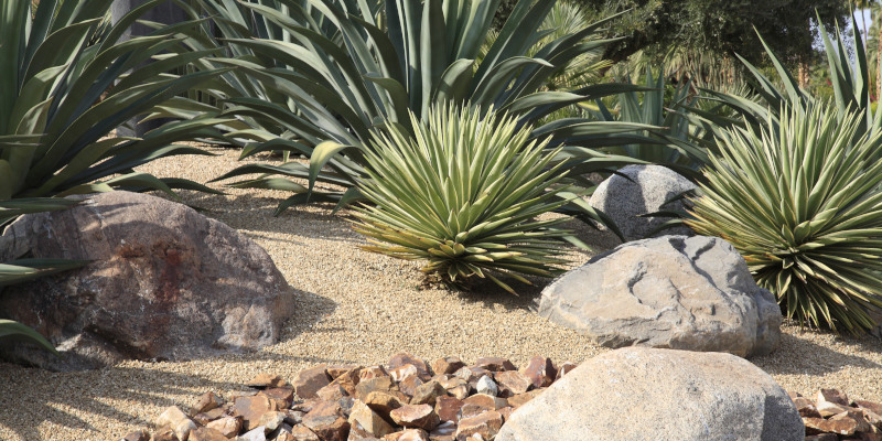 Understanding Xeriscapes for Your Commercial Property