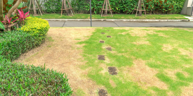 Top Landscaping Mistakes to Avoid as a Homeowner